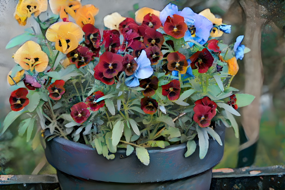 pansies