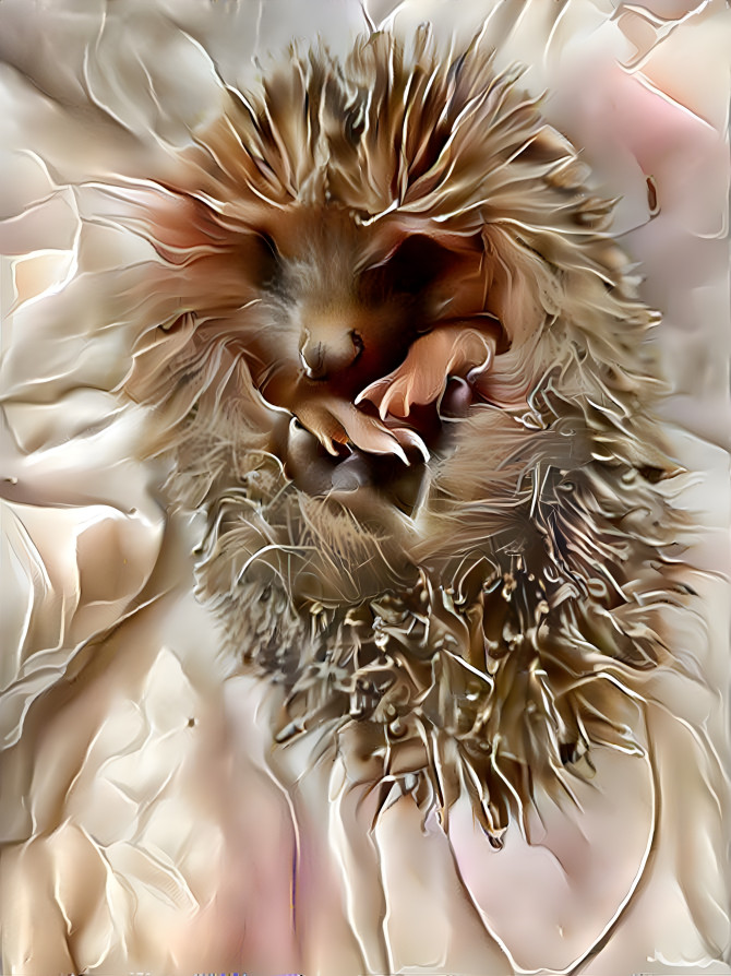 hedgehog