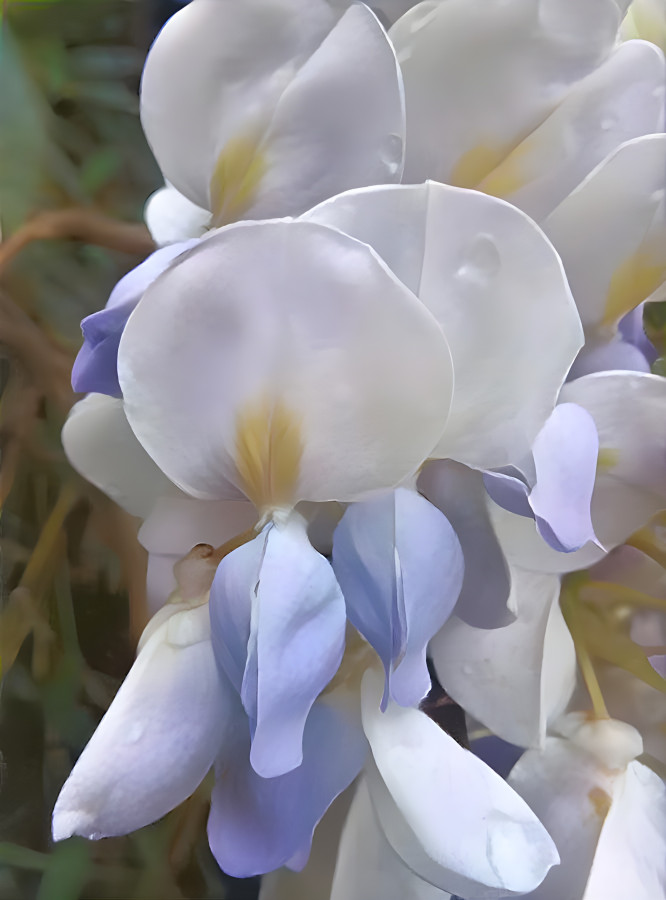 Wisteria on a Georgia roadside.