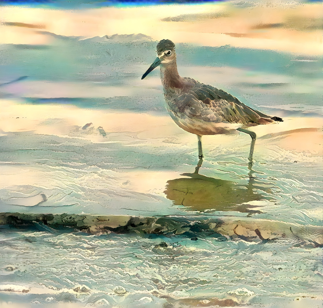 Sandpiper foraging