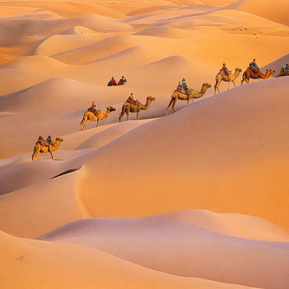 Camel caravan crossing desert sand dunes at sunset