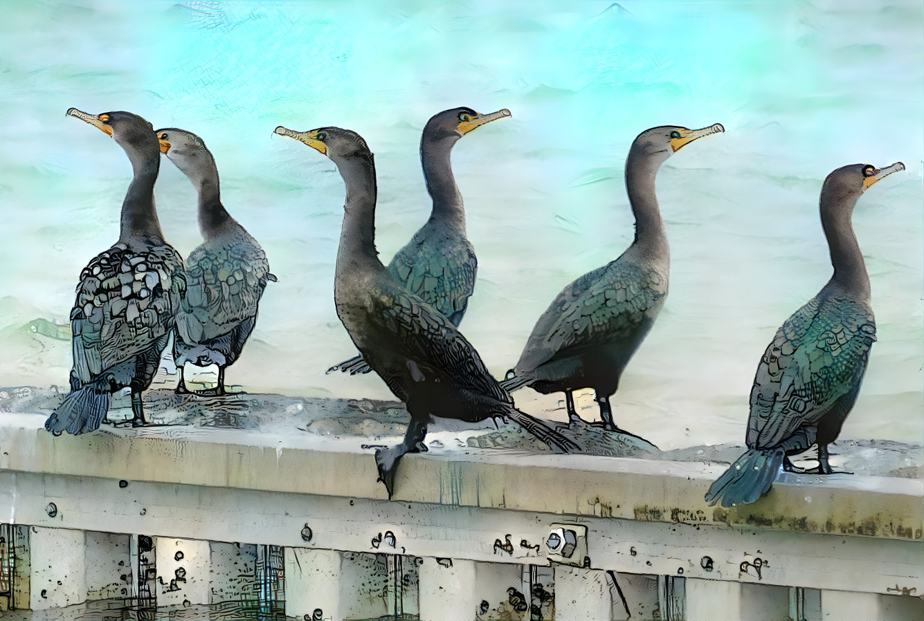 Cormorant convocation