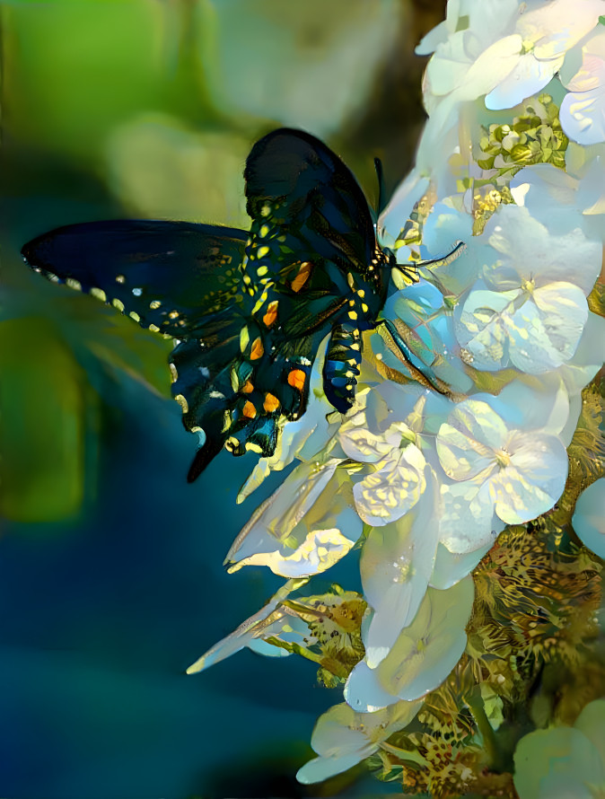 Swallowtail in oak-leaf hydrangea