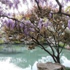 Traditional Asian Pagoda Surrounded by Cherry Blossoms and Serene Lake