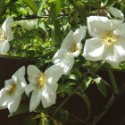 Realistic White Flowers with Yellow Stamens in Green Foliage