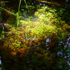 Tranquil swamp scene with moss, water lilies, and red flowers