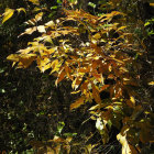 Lion blending in colorful foliage with serene expression