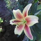 Colorful illustration of large yellow and pink lily surrounded by vibrant flowers on dark backdrop