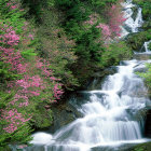 Lush green moss-covered steps of a cascading waterfall in vibrant tropical forest