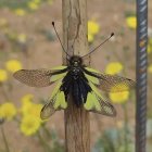 Iridescent green fly on plant with yellow flower background