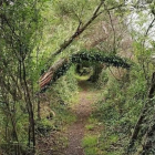 Forest Scene Transformed into Eye Structure Among Moss-Covered Trees