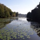 Tranquil lake with water lilies at sunrise or sunset