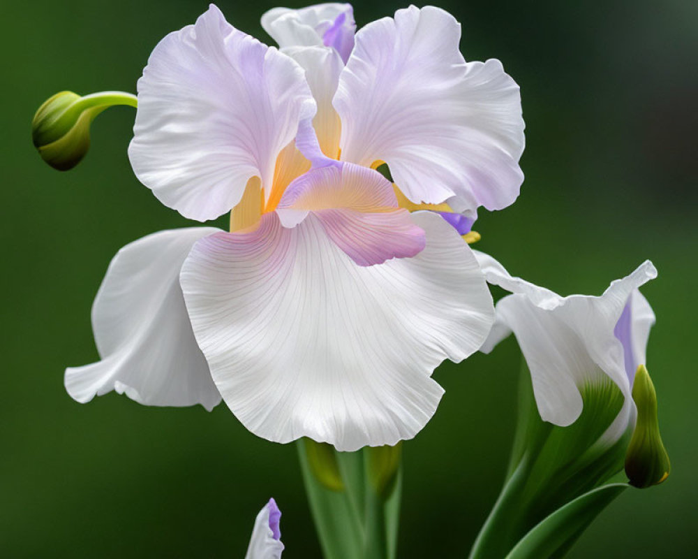 Close-up of blooming iris with white and purple petals on soft green backdrop