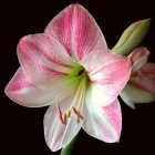 Vibrant pink and white flower with yellow center and unopened buds on dark background