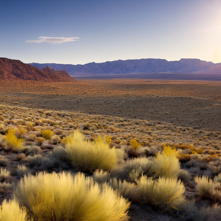 Golden shrubs and mountains in desert landscape at sunset