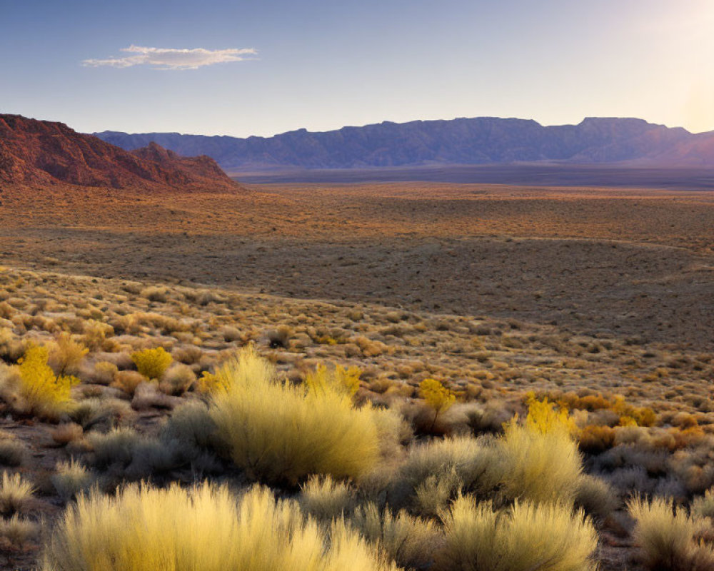 Golden shrubs and mountains in desert landscape at sunset