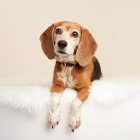 Whimsical painting of a dog in human-like attire on soft pink background