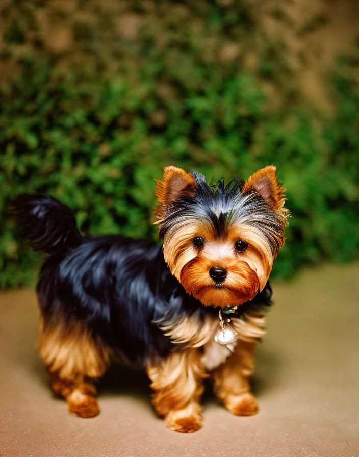 Alert Yorkshire Terrier with Perky Ears and Black Tan Coat