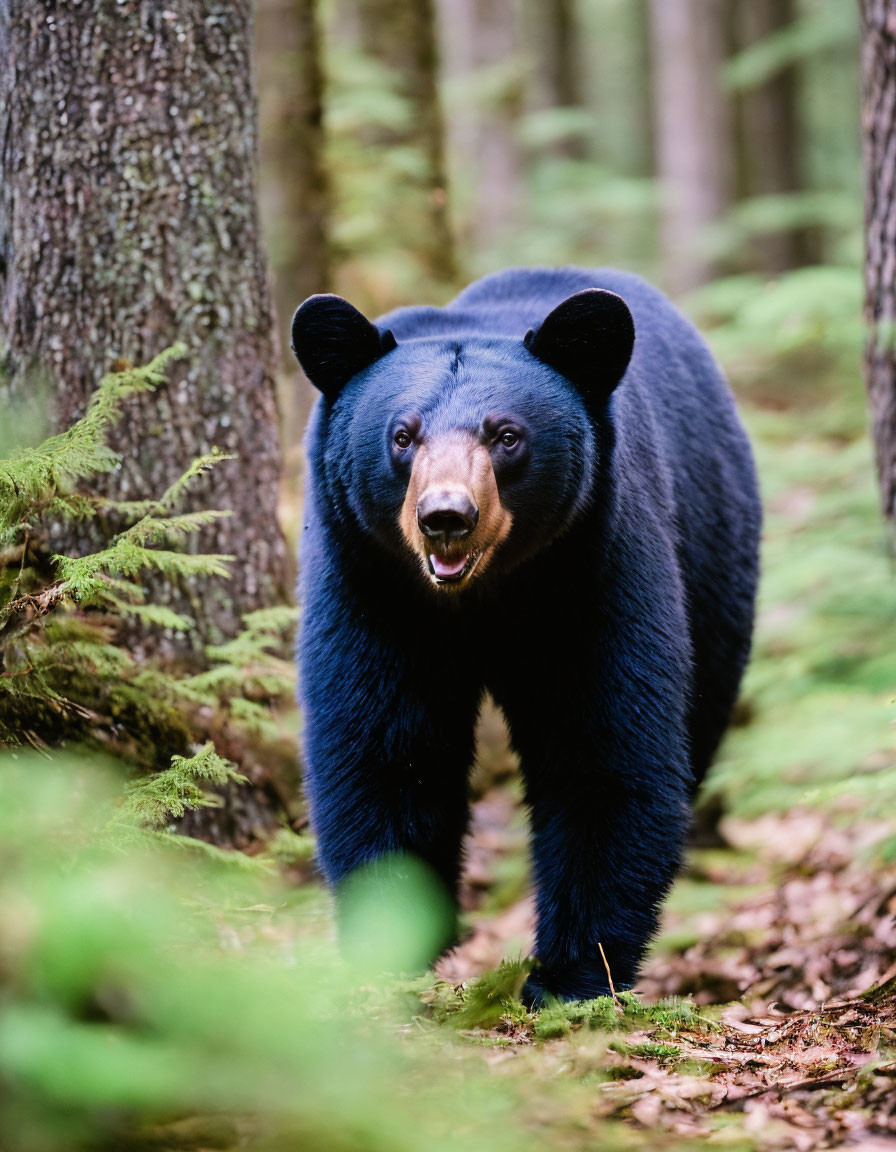 Adult Black Bear Walking in Lush Green Forest