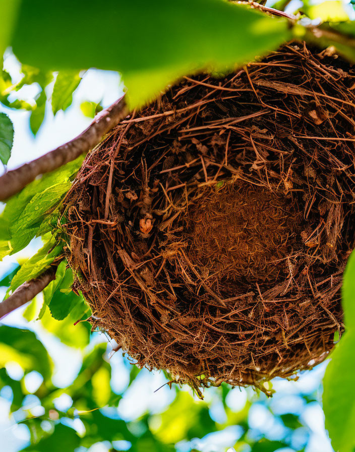 Intricate bird's nest among green leaves under clear blue sky