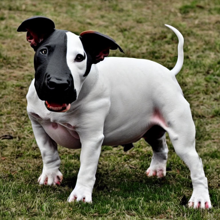 Digital artwork of a dog with a human-like face on grass