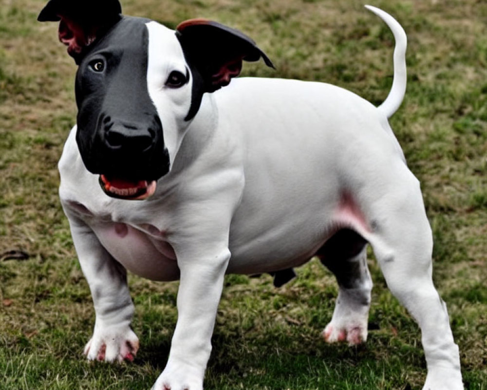 Digital artwork of a dog with a human-like face on grass