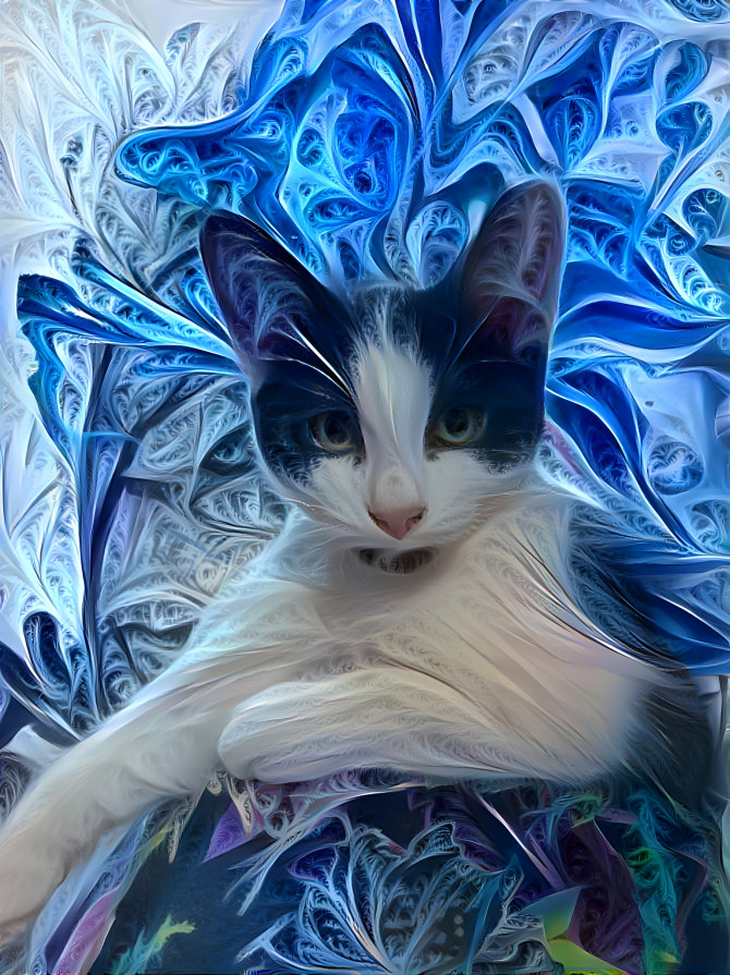 Chaos cat