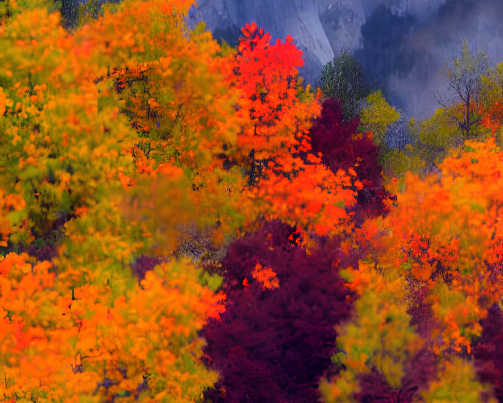 Colorful Autumn Foliage Against Misty Mountains