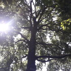 Majestic tree with glowing blue accents in forest scene