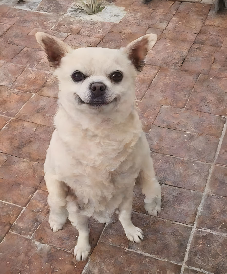 Small Light-Colored Dog Sitting on Brick Floor