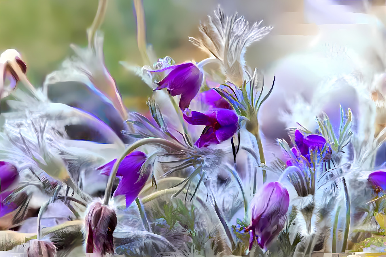 pasque flower ( Пасхальный цветок )  