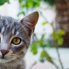 Detailed Hyper-Realistic Grey Striped Cat Drawing Among Green Leaves and Pink Flowers