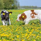 Stylized digital art: Two cows in vibrant field