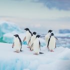 Four penguins on snowy landscape with icebergs and full moon