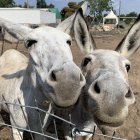 Cartoon donkeys in flower-filled meadow with alpine backdrop