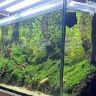 Spacious Curved Aquarium with Lush Plants and Rocks