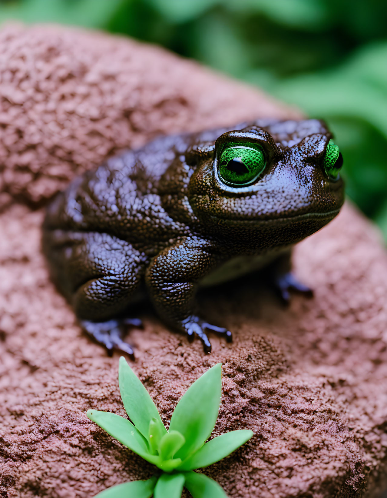 Brown Toad with Green Eyes Perched on Rock with Plant