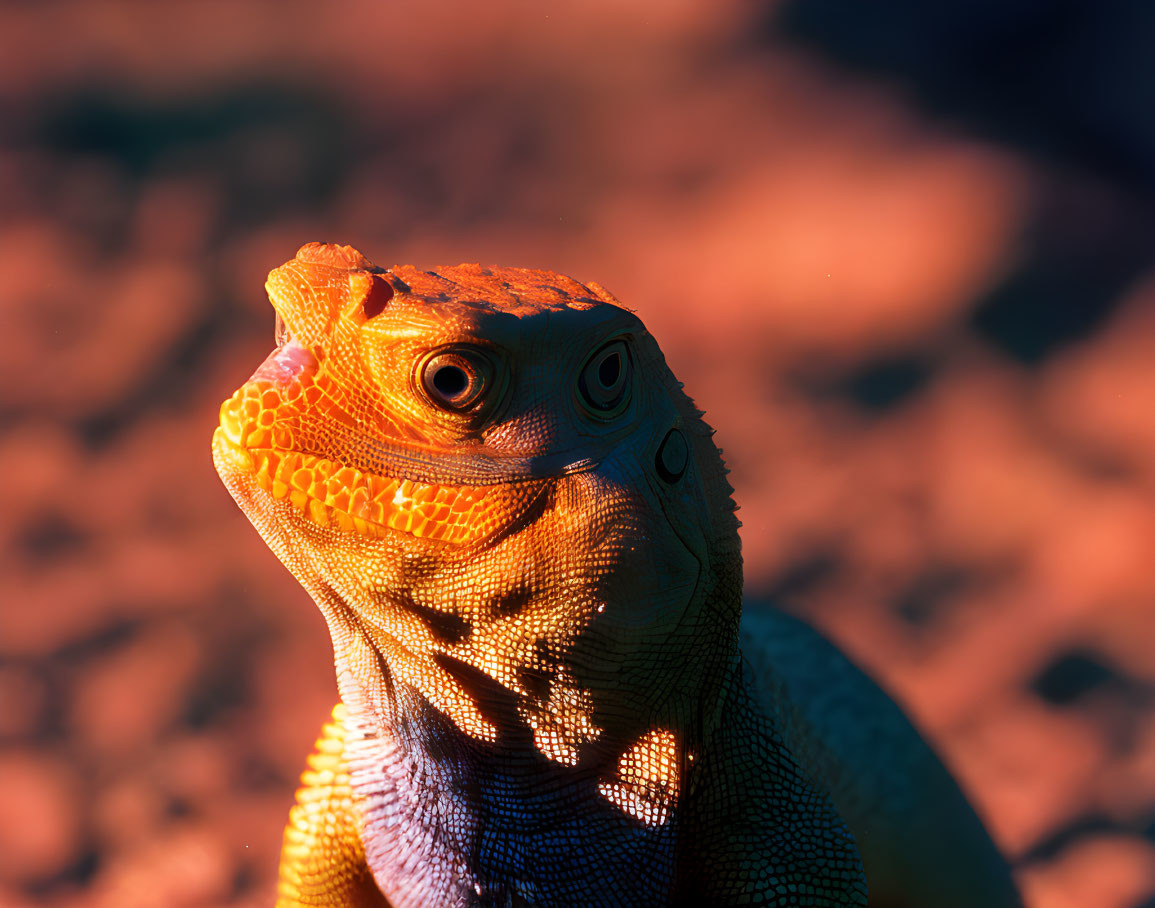 Vibrant orange iguana with intricate scales basking in sunlight