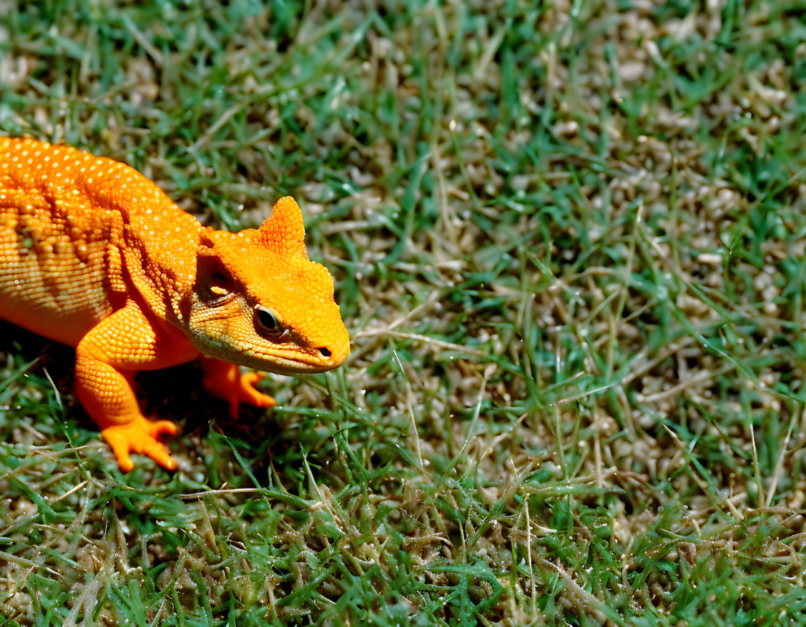 Vibrant Orange Gecko with Detailed Patterns on Short Grass