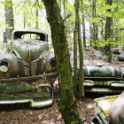 Abandoned vintage cars in forest with trees and sunlight.