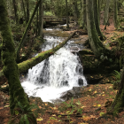 Misty Enchanted Forest with Sunlight and Moss-Covered Ground