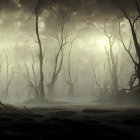 Misty forest with twisted trees and soft glow in foggy scene