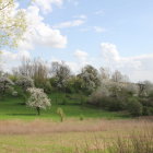 Serene Landscape with Pathway and Blooming Trees