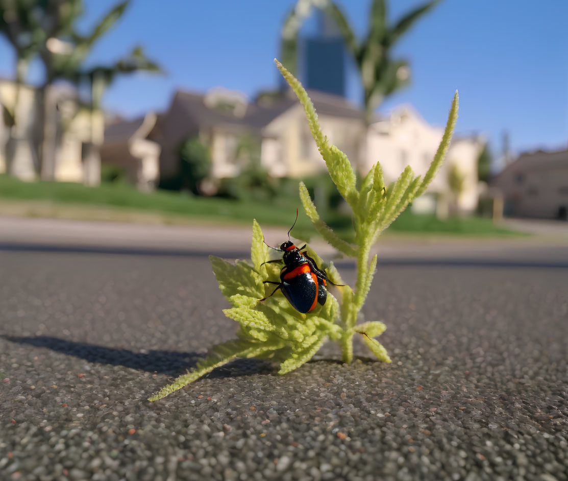 Black and Red Beetle on Green Leaf with Blurred Background