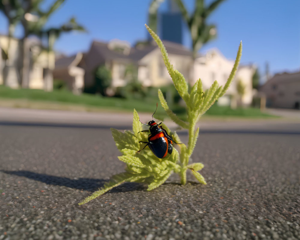 Black and Red Beetle on Green Leaf with Blurred Background