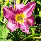 Detailed Pink and Yellow Flower in Lush Greenery