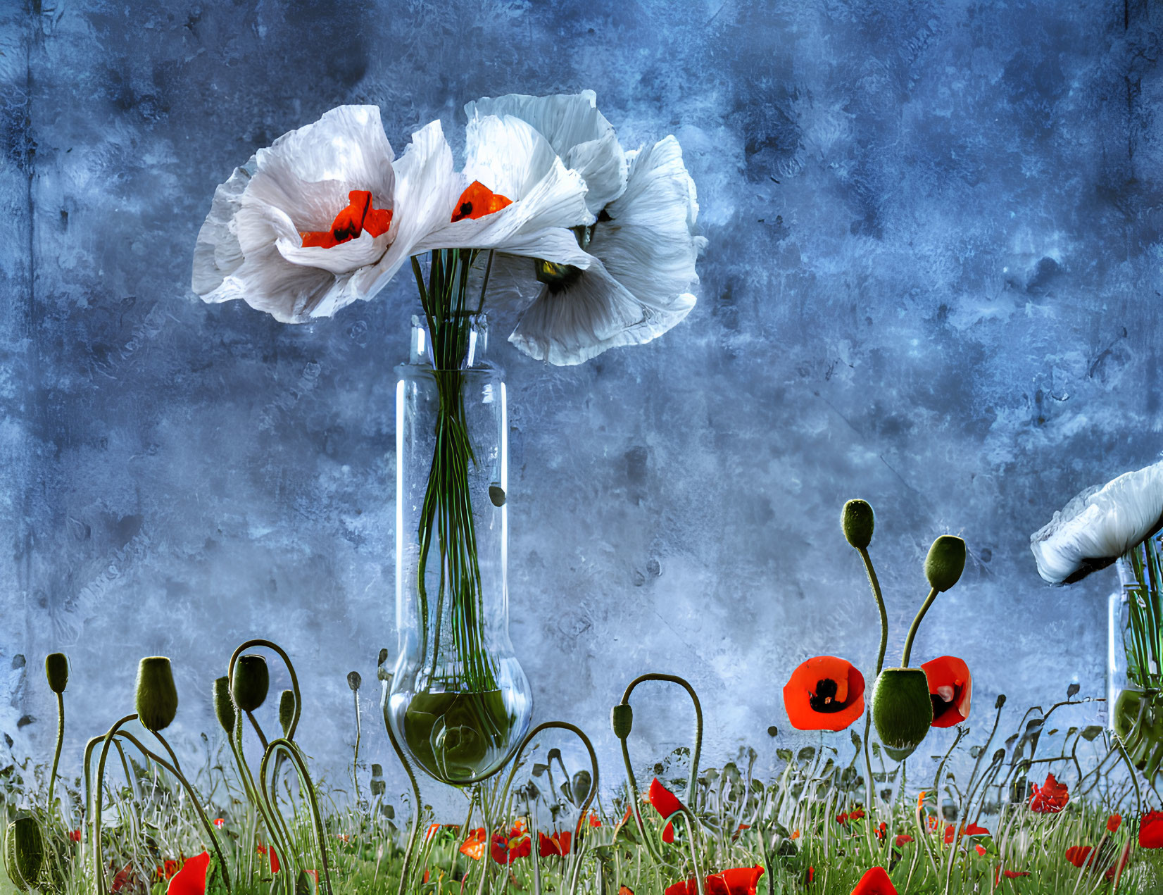 White and red poppies in glass vase on blue textured background