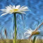 White and red poppies in glass vase on blue textured background