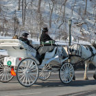 Horse-drawn carriage on scenic path with coachmen, trees, flowers, and white fence