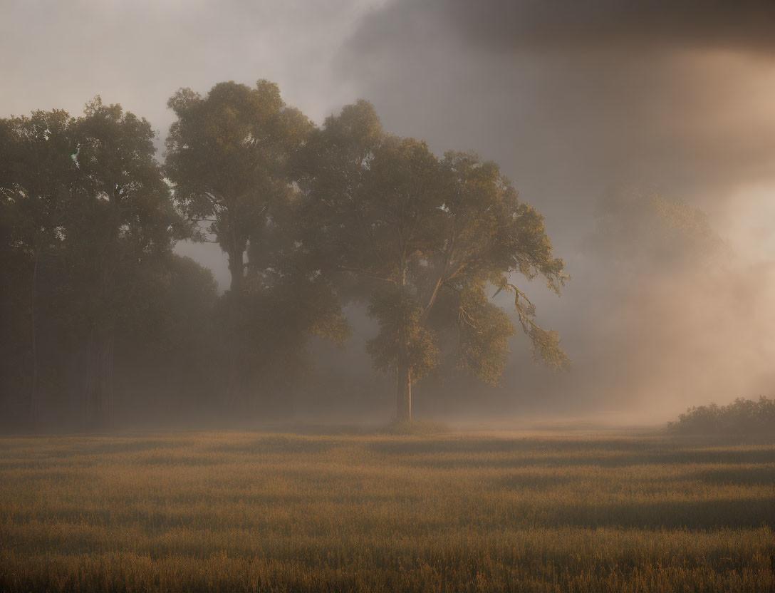 Misty Sunrise Scene: Tranquil Field with Sunlight Filtering Through Trees